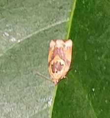 Argyrotaenia amatana