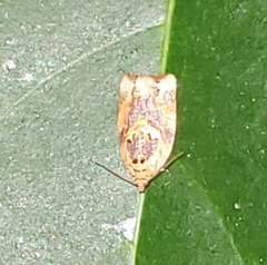 Argyrotaenia amatana