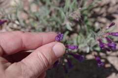 Penstemon kingii