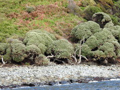 Macrolearia angustifolia
