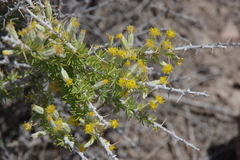 Tetradymia spinosa