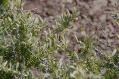Tetradymia spinosa