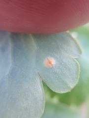 Puccinia recondita