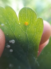 Puccinia recondita