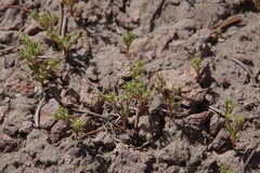 Chorizanthe watsonii