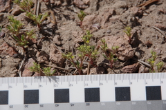 Chorizanthe watsonii