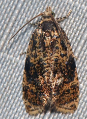 Olethreutes astrologana