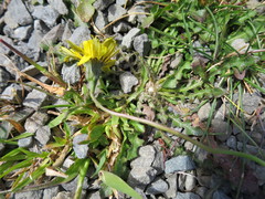 Leontodon saxatilis saxatilis