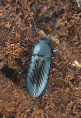 Centronopus calcaratus