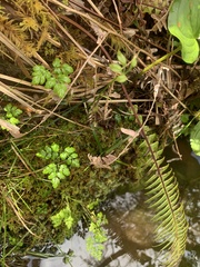 Coptis aspleniifolia