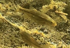 Hesperoleucus symmetricus