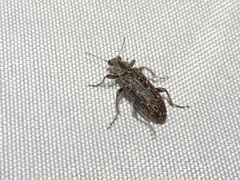 Retocomus wildii