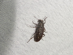 Retocomus wildii