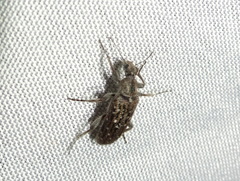 Retocomus wildii
