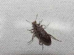 Retocomus wildii