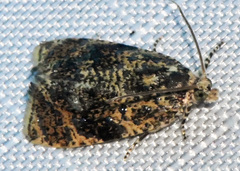 Olethreutes astrologana