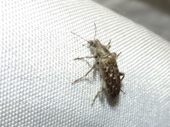 Retocomus wildii