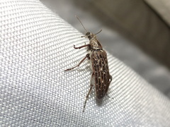 Retocomus wildii