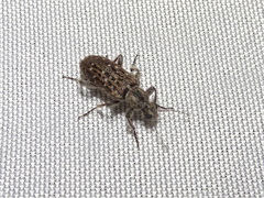 Retocomus wildii