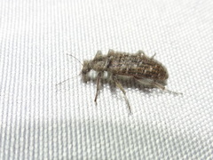 Retocomus wildii