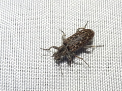 Retocomus wildii