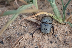 Gymnopleurus miliaris