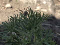 Opilioninae