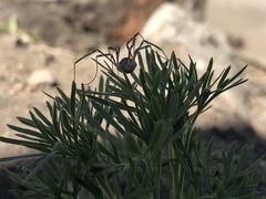 Opilioninae