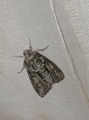 Cryphia fraudatricula