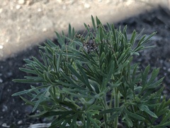 Opilioninae