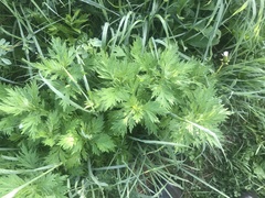 Artemisia vulgaris