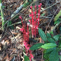Monotropa coccinea