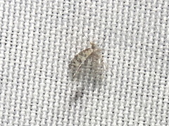 Argyresthia austerella