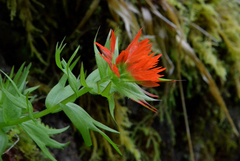 Castilleja chambersii