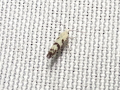 Argyresthia austerella