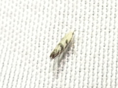 Argyresthia austerella