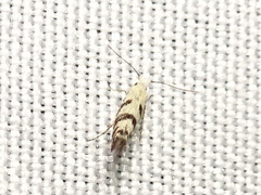 Argyresthia austerella