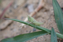 Acrididae