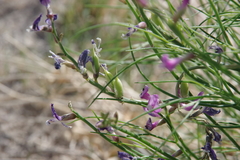 Astragalus toanus