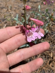 Penstemon clutei