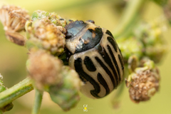 Zygogramma conjuncta