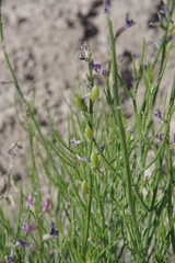 Astragalus toanus