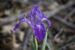 Iris hartwegii australis