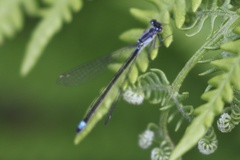 Ischnura cervula