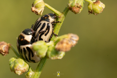 Zygogramma conjuncta