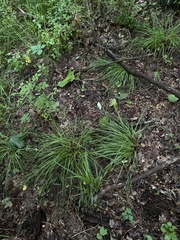 Carex oligocarpa