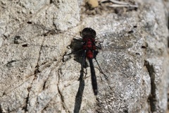 Leucorrhinia glacialis