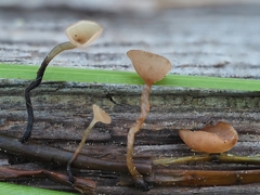 Sclerotinia