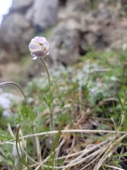 Anemone drummondii