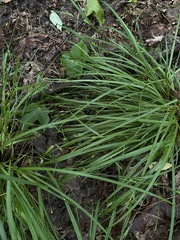 Carex oligocarpa